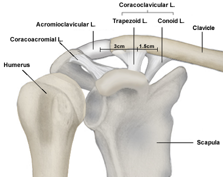 Clavicle Shaft Fractures - Trauma - Orthobullets